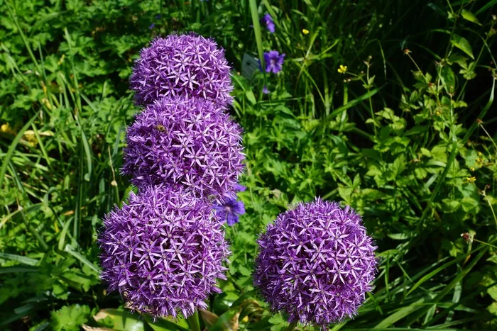 韭菜，花，开花，盛开，植物群，性质，春天
