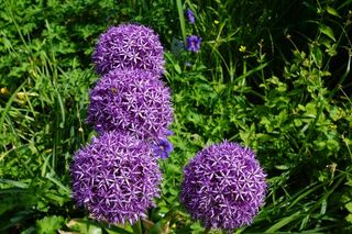 韭菜，花，开花，盛开，植物群，性质，春天