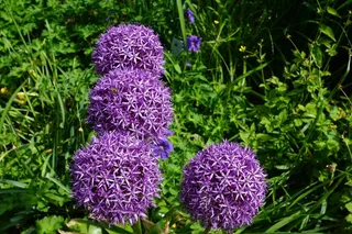 韭菜，花，开花，盛开，植物群，性质，春天