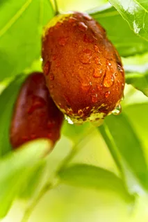 枣,食品,日期,日期树,水果,健康,雨滴 枣,食品,日期,日期树,水果,健康,雨滴