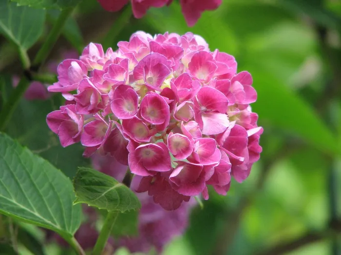 绣球，盛开，成长，花，绿色，粉红色，自然