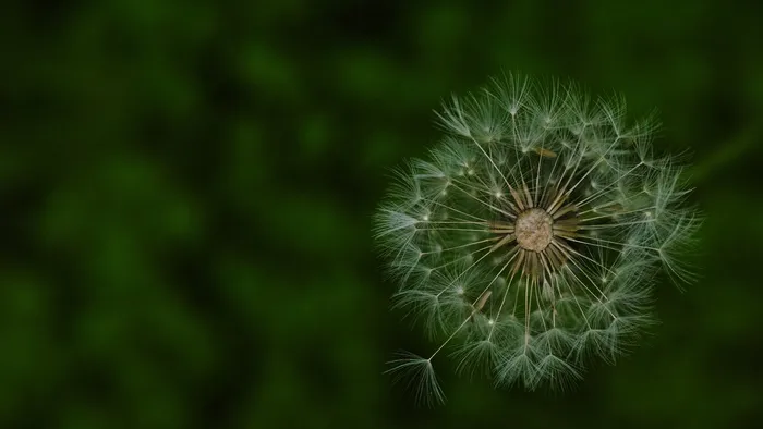 蒲公英，蒲公英先生霍尔，野花，这颗星