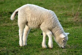 羊肉，春天，自然，动物