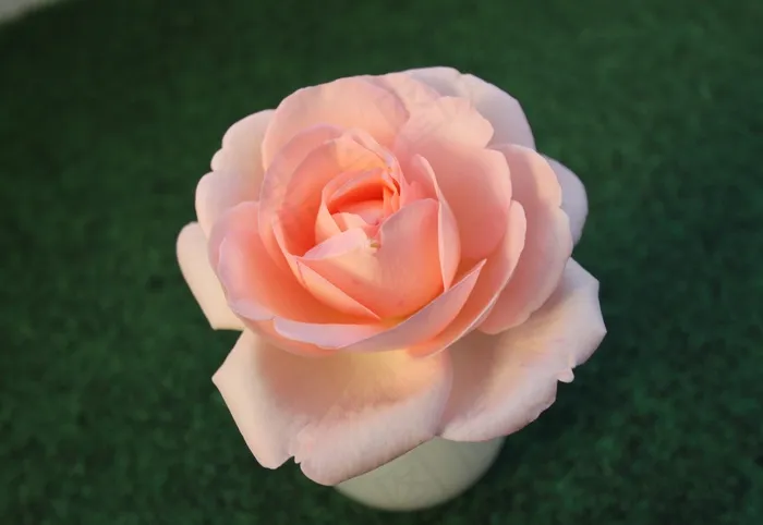 玫瑰，粉色，开花，花