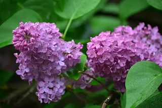 器官，纽约州，Buddleja Davidii，春天，粉红色，自然