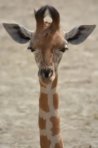 长颈鹿，动物，脖子，哺乳动物