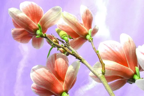 玉兰,花,性质,花园,春天 玉兰,花,性质,花园,春天