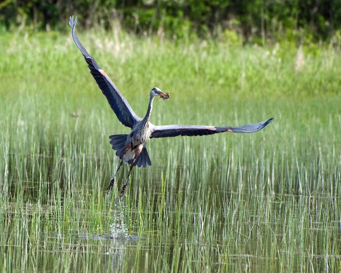 Herodias，Ardea，渔获，其，关闭，苍蝇，蓝色，苍鹭