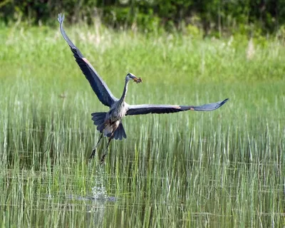 Herodias，Ardea，渔获，其，关闭，苍蝇，蓝色，苍鹭