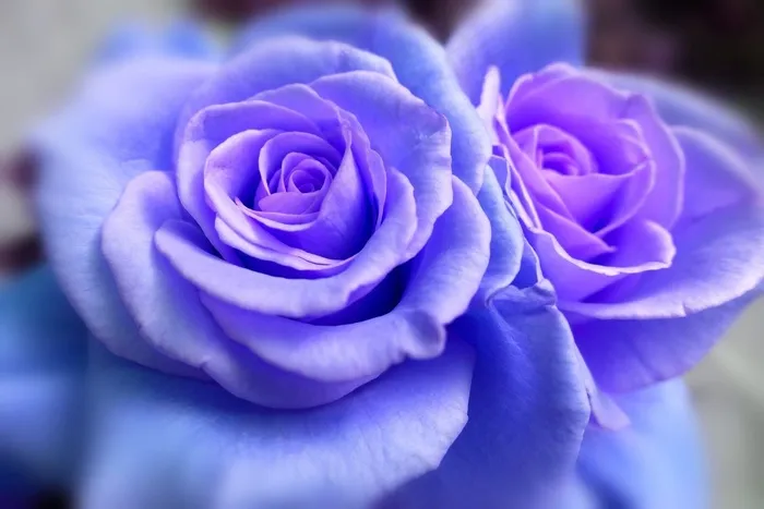 玫瑰，花，蓝色，自然，花的，镜像