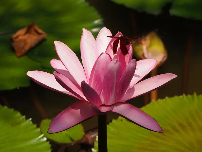 莲花，蜡笔，绽，蜻蜓
