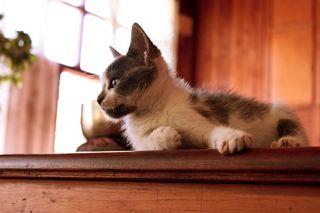 小猫，猫，宠物，宠物，猫，猫的，动物