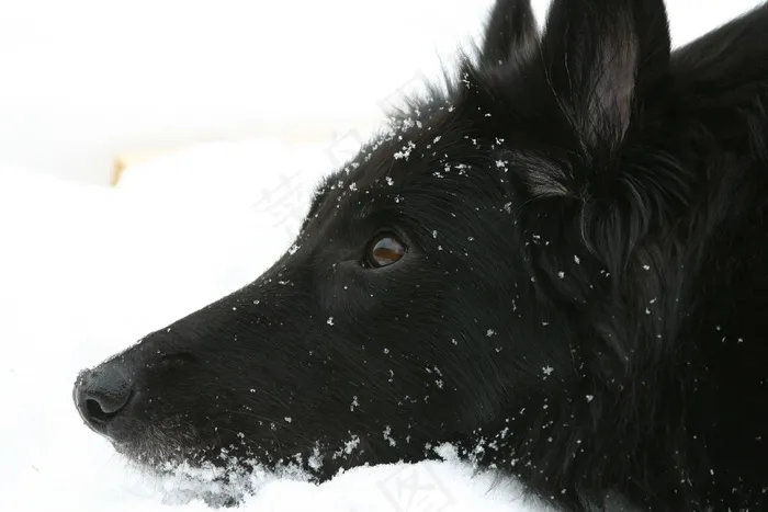 狗，比利时牧羊犬，Groenendael，黑色，看