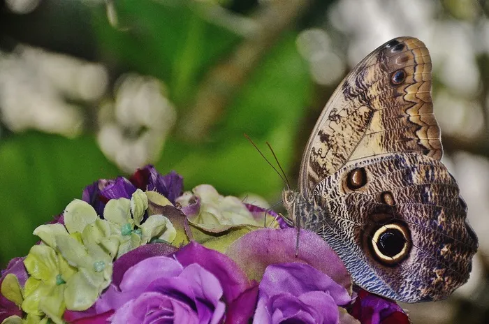 猫头鹰蝴蝶，蝴蝶，Caligo，Nymphalidae，昆虫