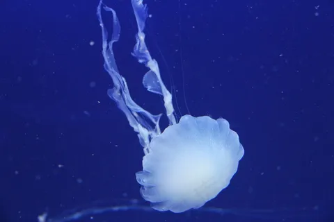 水母,海洋,大海,海洋,水下,动物 水母,海洋,大海,海洋,水下,动物