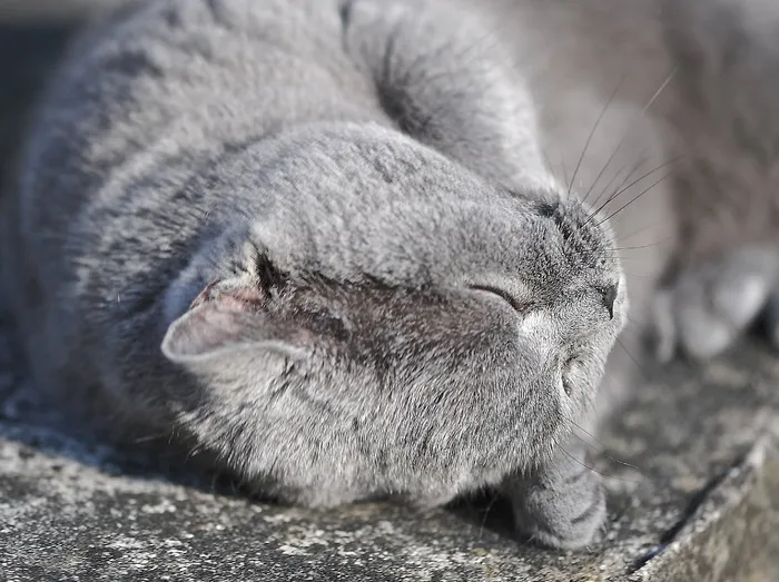 英国短毛猫，猫，动物，灰色，家猫