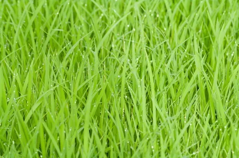 稻田，绿色，草，自然，植物，自然