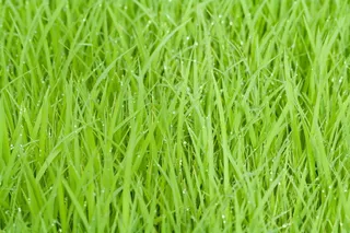 稻田，绿色，草，自然，植物，自然