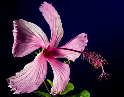 芙蓉花，开花，花，粉红色，棉花糖