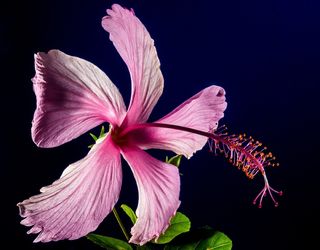 芙蓉花，开花，花，粉红色，棉花糖