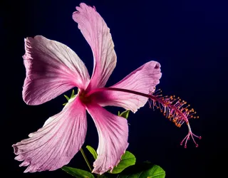 芙蓉花，开花，花，粉红色，棉花糖