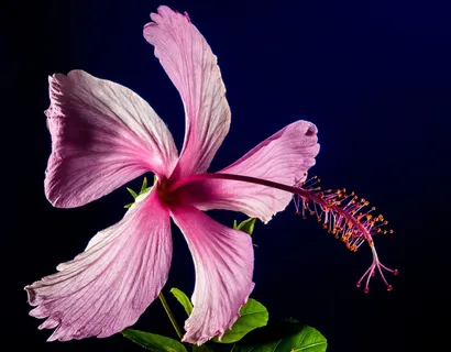 芙蓉花,开花,花,粉红色,棉花糖 芙蓉花,开花,花,粉红色,棉花糖
