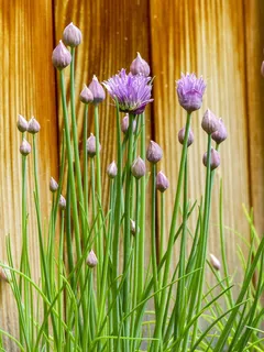 韭菜,盛开,草本植物,紫色,绿色,新鲜,植物 韭菜,盛开,草本植物,紫色,绿色,新鲜,植物