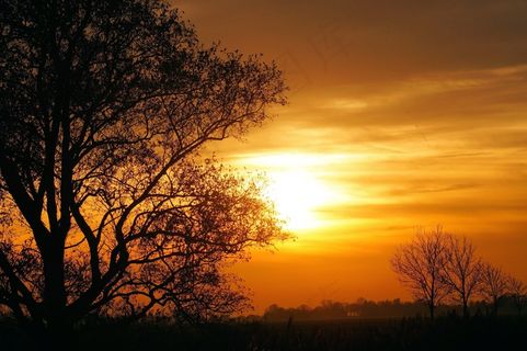 风景，日落，树木，天空，余烬，自然
