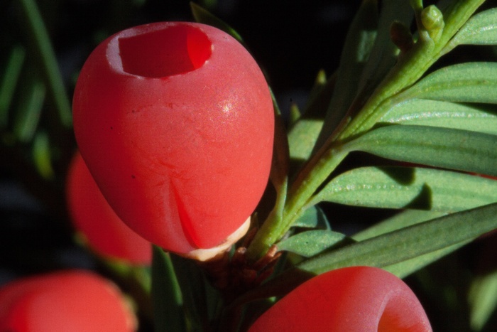 紫杉，红豆杉，植物，布什，长春，紫杉家庭