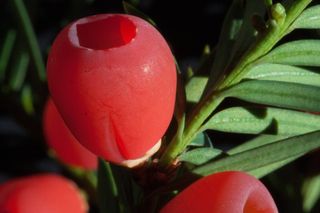 紫杉，红豆杉，植物，布什，长春，紫杉家庭