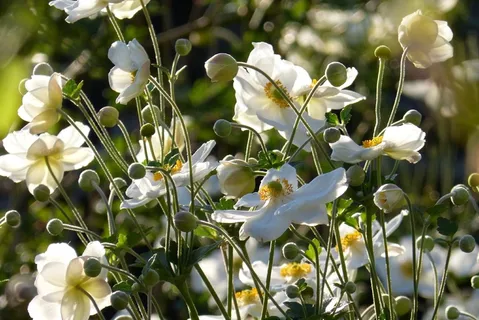秋海葵,日本秋海葵,芽,白,花 秋海葵,日本秋海葵,芽,白,花