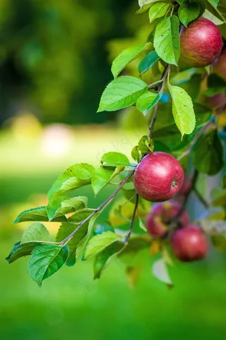 苹果，树，水果，食品，苹果科，苹果
