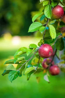 苹果,树,水果,食品,苹果科,苹果 苹果,树,水果,食品,苹果科,苹果
