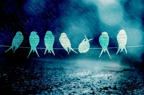 鸟，歌，音乐，雨，蓝，光