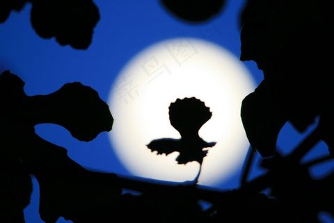 满月，天空，蓝色，傍晚，月亮，充满，光