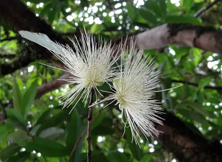 花,植物群,马拉巴尔李子,玫瑰苹果,马拉卡坎帕 花,植物群,马拉巴尔李子,玫瑰苹果,马拉卡坎帕
