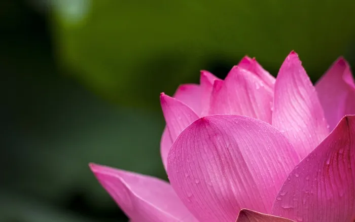莲花，粉红色，大自然，鲜花