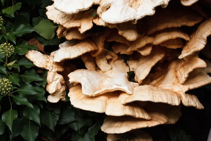 硫黄葡萄，Laetiporus Sulphureus，蘑菇