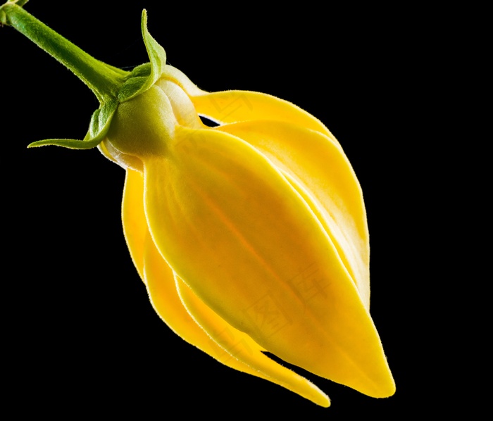 开花，开花，花，黄色，关闭