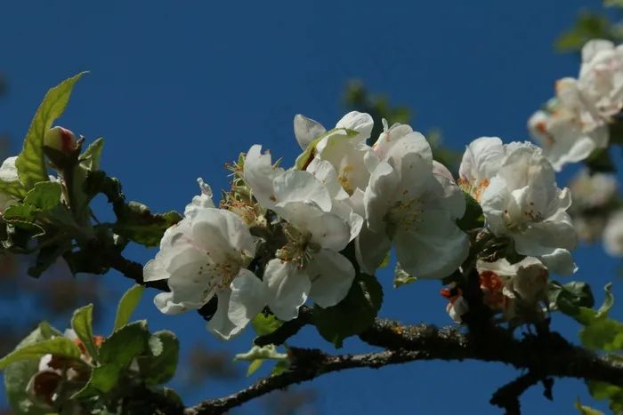苹果，苹果花，宏，春天，关闭，开花