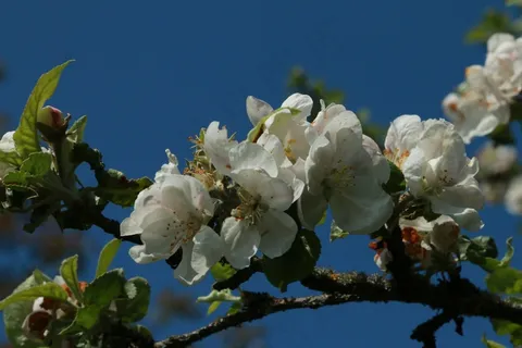 苹果,苹果花,宏,春天,关闭,开花 苹果,苹果花,宏,春天,关闭,开花