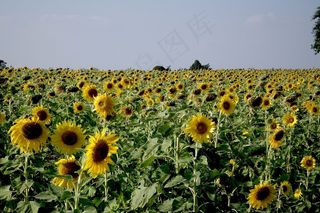 向日葵，场，黄色，花，盛开，开花