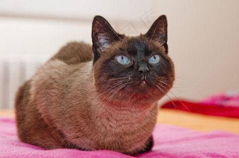 猫，猫的，猫的眼睛，猫的脸，小猫，宠物，动物