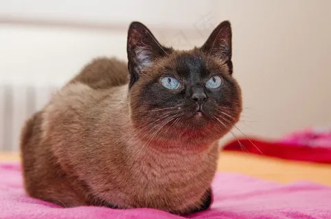 猫,猫的,猫的眼睛,猫的脸,小猫,宠物,动物 猫,猫的,猫的眼睛,猫的脸,小猫,宠物,动物