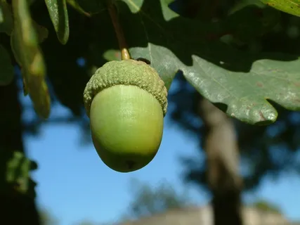 橡子,树,坚果 橡子,树,坚果
