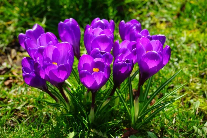 番红花，鲜花，紫色，关闭，春天，Bühen，多彩