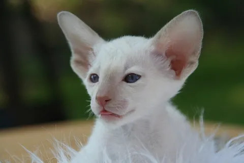 猫,小猫,暹罗猫,毛皮,迷人,动物 猫,小猫,暹罗猫,毛皮,迷人,动物