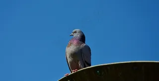 鸽子，鸽子，动物，鸟，翅膀，鸽子，飞行，飞