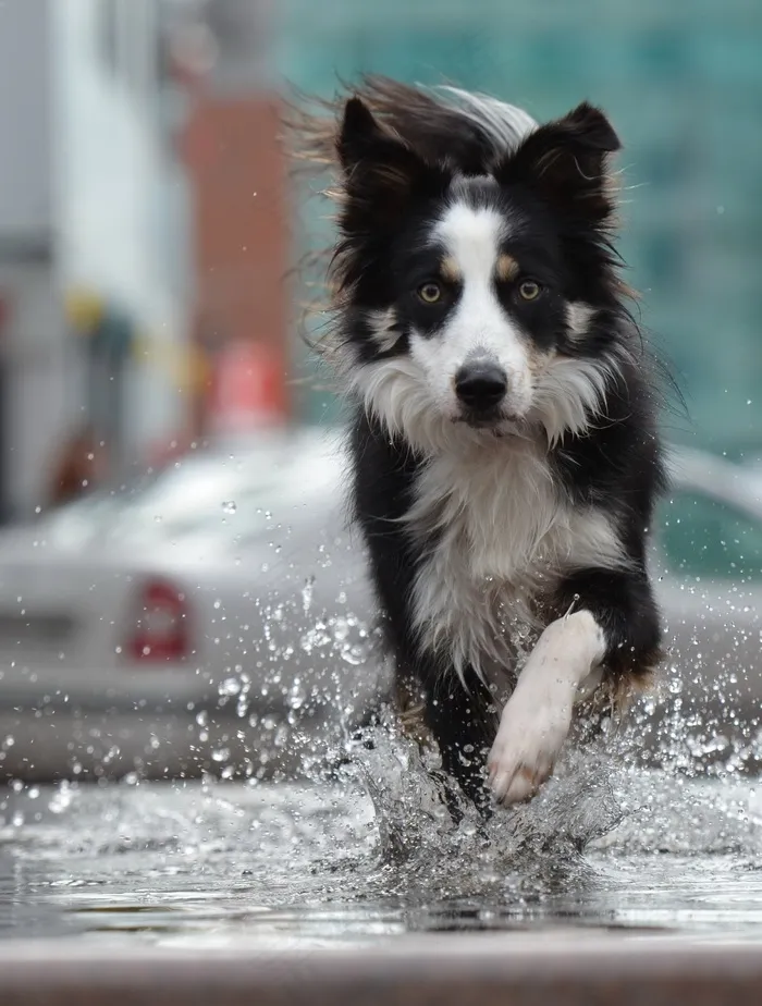 边境牧羊犬，喷泉，城市，水，喷泉城