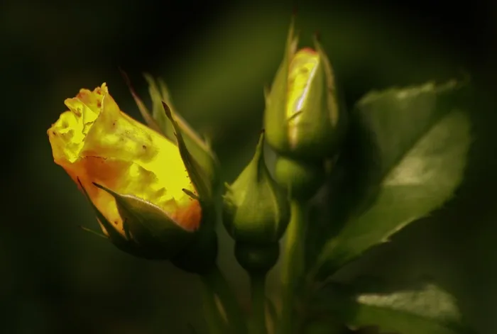 玫瑰，玫瑰绽放，玫瑰花蕾，开花，花